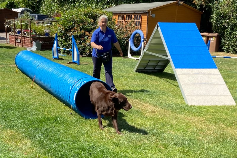 dog trainer interview lisa jackson - nahla doing agility