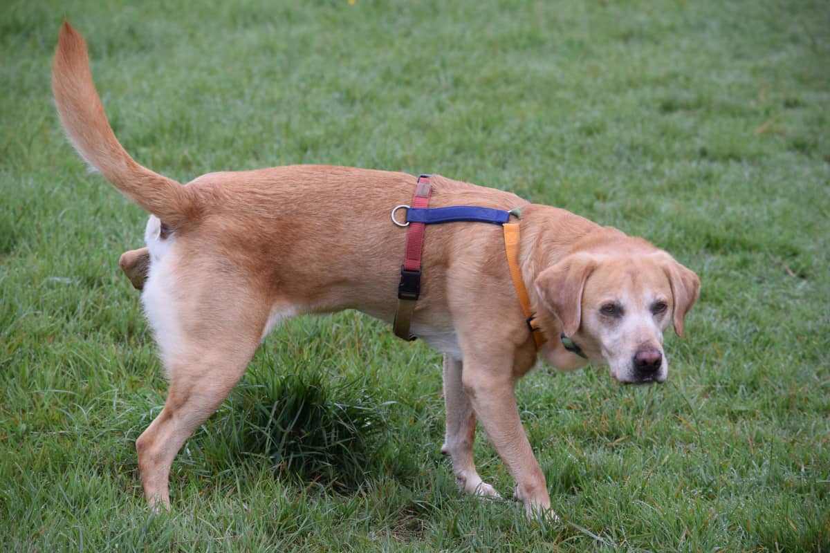 Audible Marking in Dogs Richie's Room
