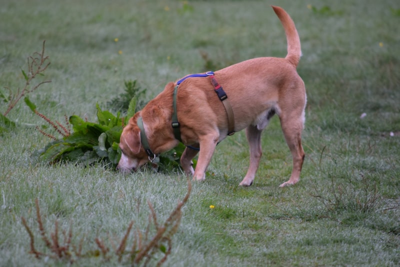 Audible Marking in Dogs - Harvey sniffs