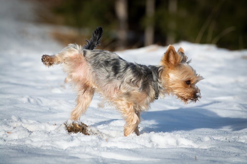 Audible Marking in Dogs - Yorkie pees