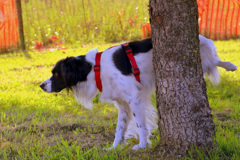 Audible Marking in Dogs - dog pees on tree