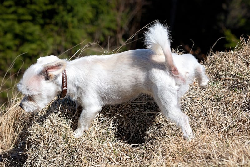 Audible Marking in Dogs - little white dog pees