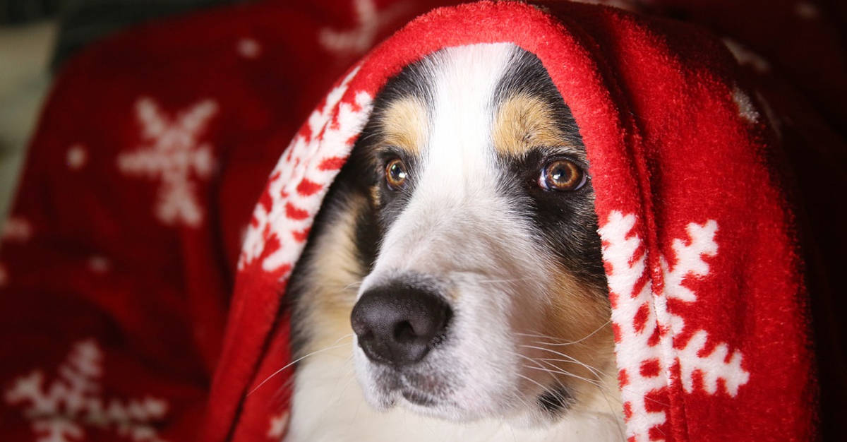 https://richiesroom.com/wp-content/uploads/2021/09/Best-Christmas-Presents-for-Dogs-dog-under-blanket-1200.jpg