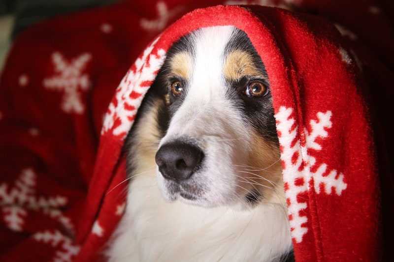 Best Christmas Presents for Dogs - dog under blanket - featured-img