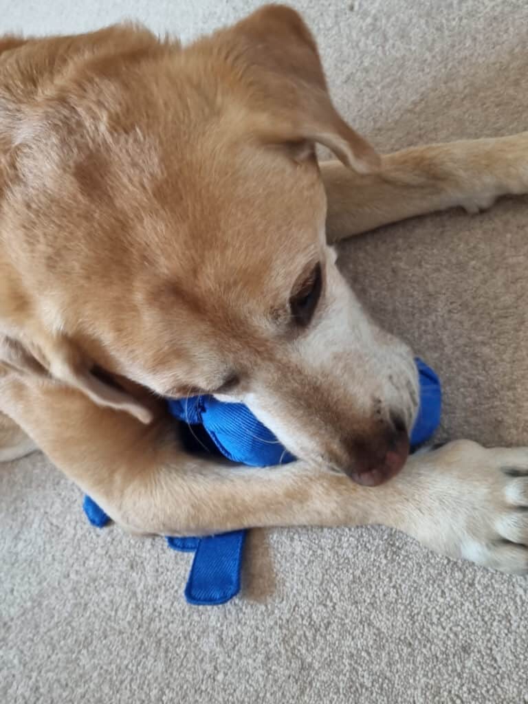 Best Christmas Presents for Dogs - harvey playing with kong wubba