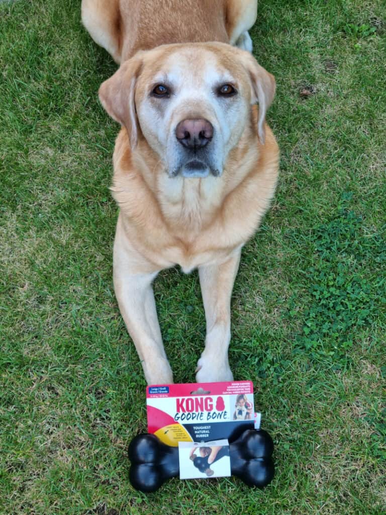 Best Christmas Presents for Dogs - harvey with new kong goodie bone