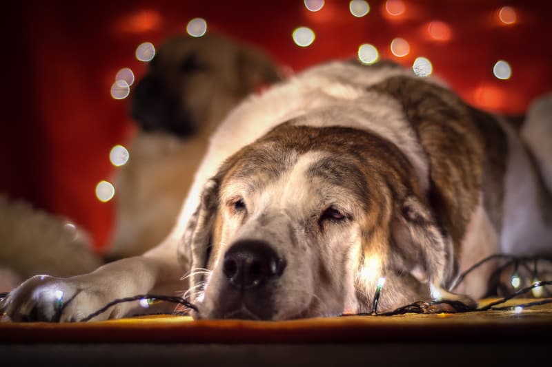 Best Christmas Presents for Dogs - sleepy dog with christmas lights