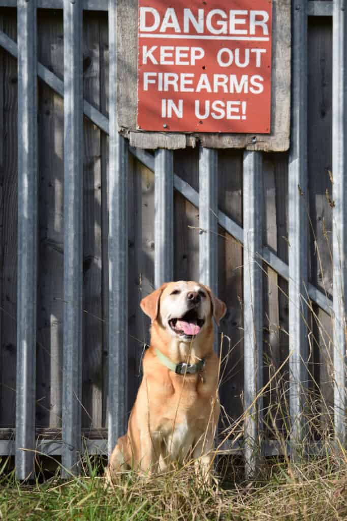 Scent Training for Dogs - Harv and firearms sign