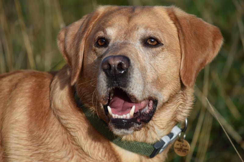 Scent Training for Dogs - Harv close-up