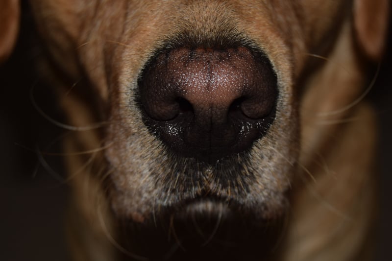 Scent Training for Dogs - Harv's nose - featured-img