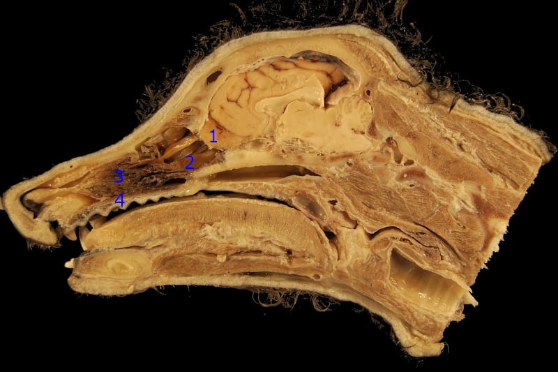 Scent Training for Dogs - cross section of dog's head - marked