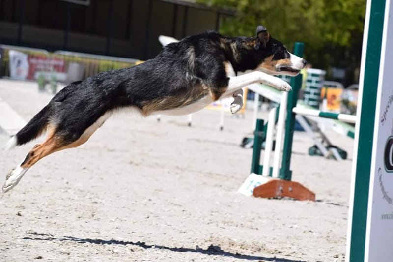 dog trainer interview ollie tatton - thea competing in agility