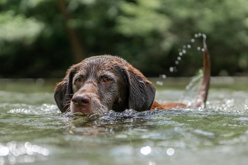 aquaplanet pet buoyancy aid - choc lab swimming