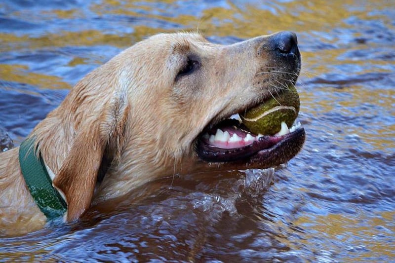 aquaplanet pet buoyancy aid - harvey swimming with ball