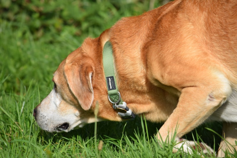 dog trainer interview freya locke - harvey sniffing