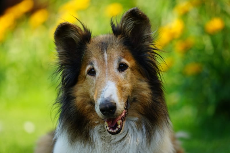 dog trainer interview freya locke - rough collie