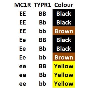 canine coat colour - allele combinations