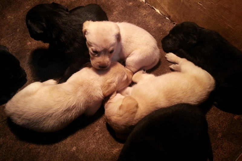 canine coat colour - harv & siblings - yellow & black