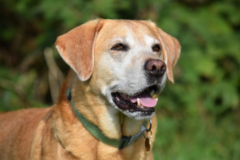 canine coat colour - harv - yellow lab