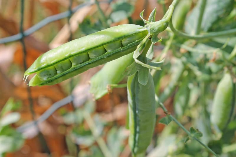 canine coat colour - pea plant